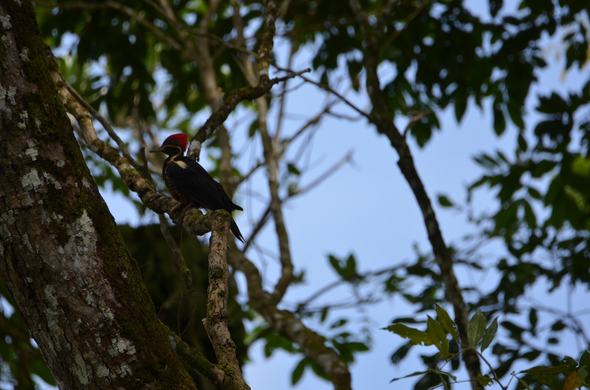 Lineated Woodpecker - ML644328566