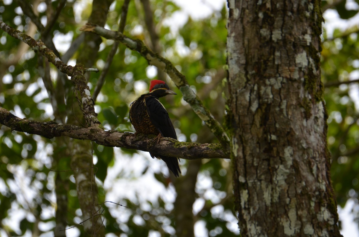 Lineated Woodpecker - ML644328567