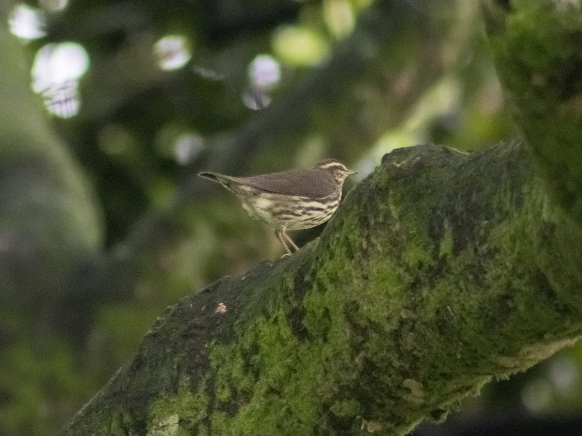 Northern Waterthrush - ML644328571