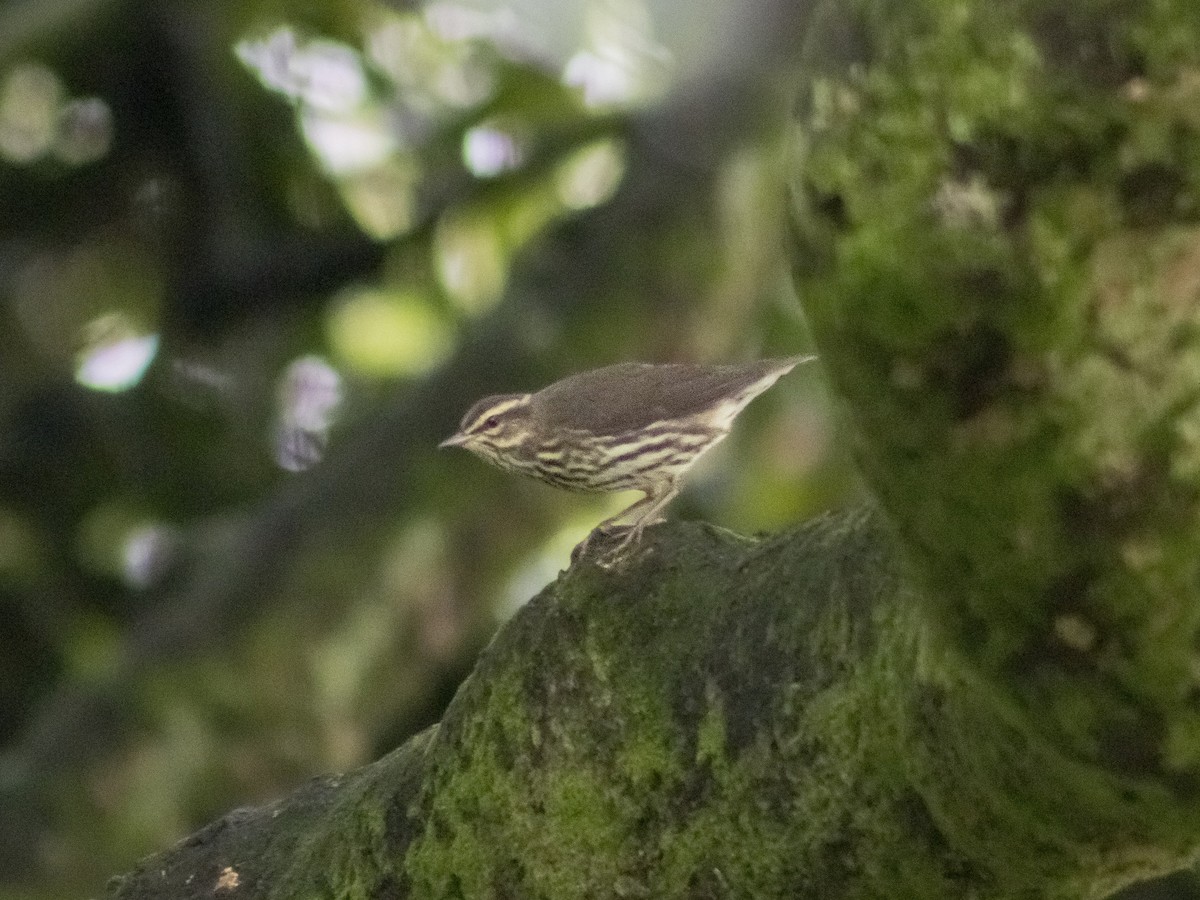 Northern Waterthrush - ML644328572