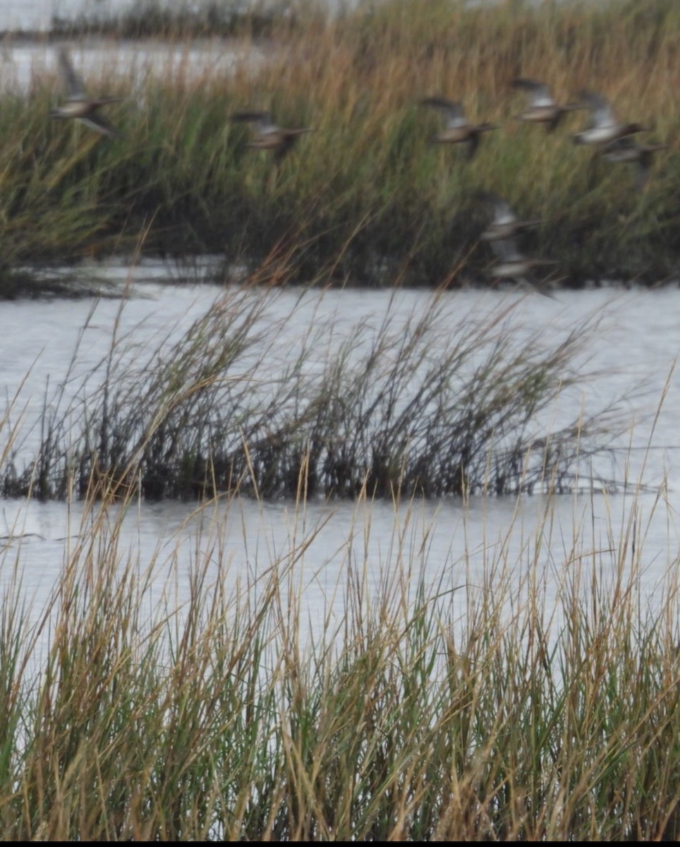 Blue-winged Teal - ML644328574