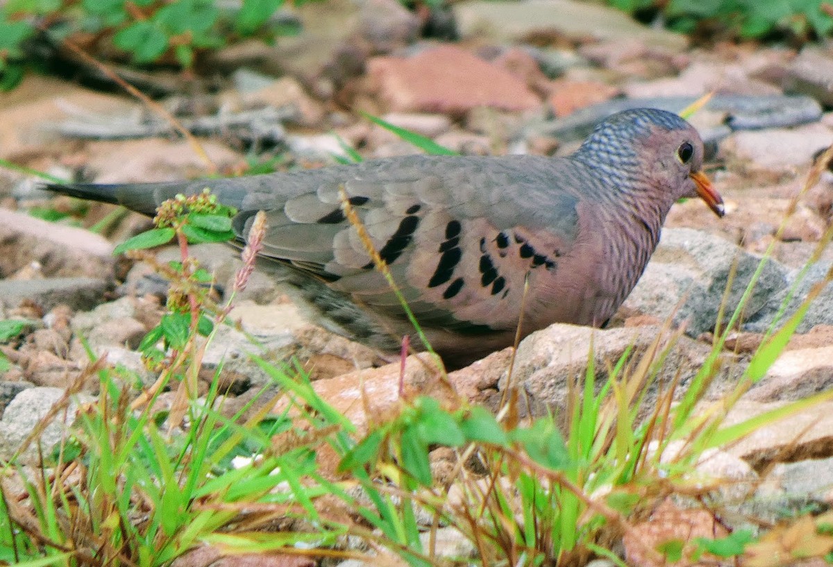 Common Ground Dove - ML644328577