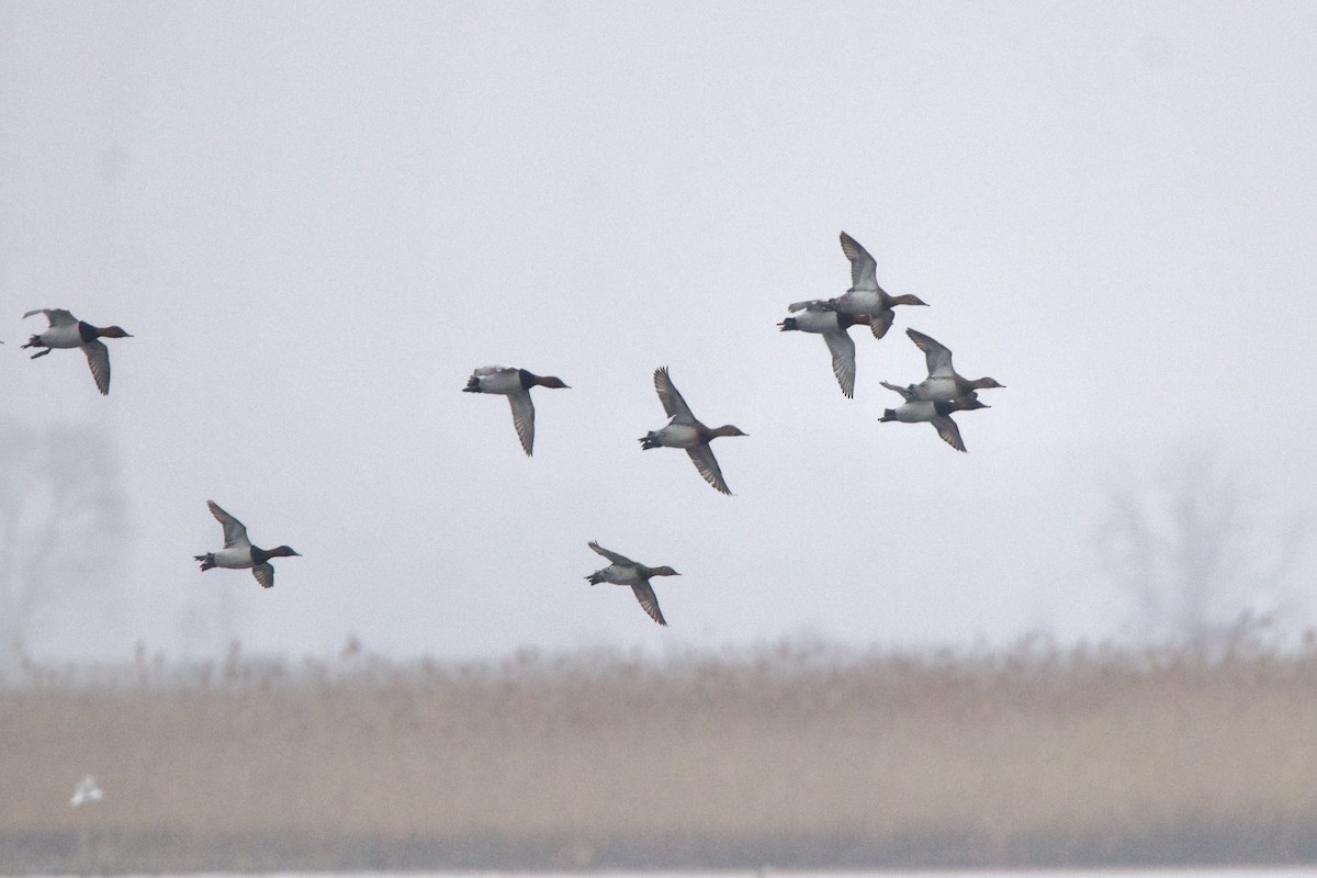 Canvasback - ML644328578