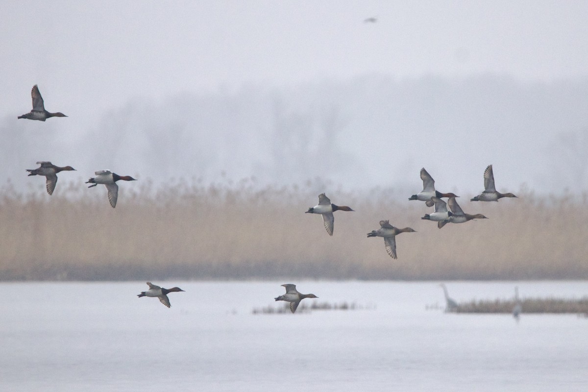 Canvasback - ML644328579