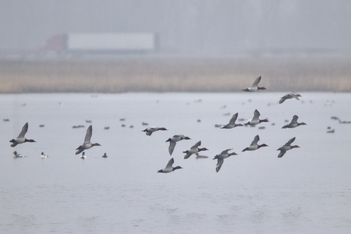 Fuligule à dos blanc - ML644328580