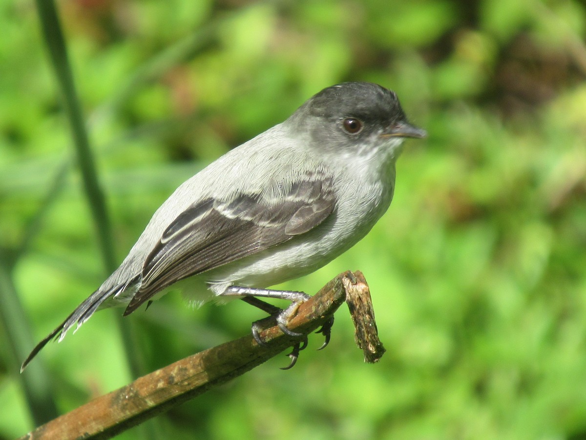 Torrent Tyrannulet - ML644328581
