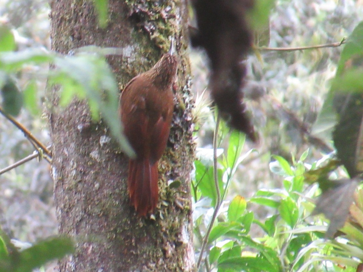 Strong-billed Woodcreeper - ML644328592