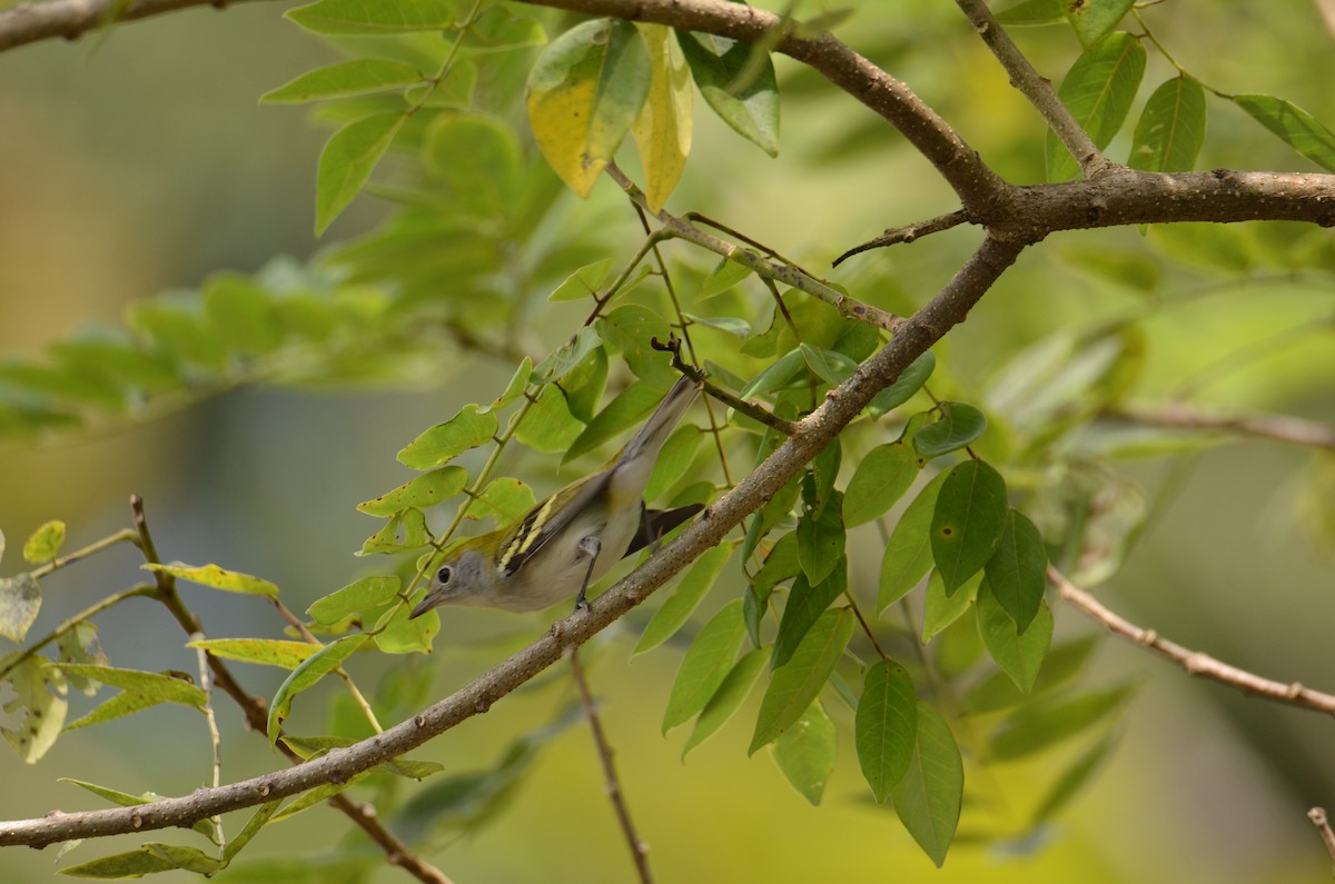 Chestnut-sided Warbler - ML644328594