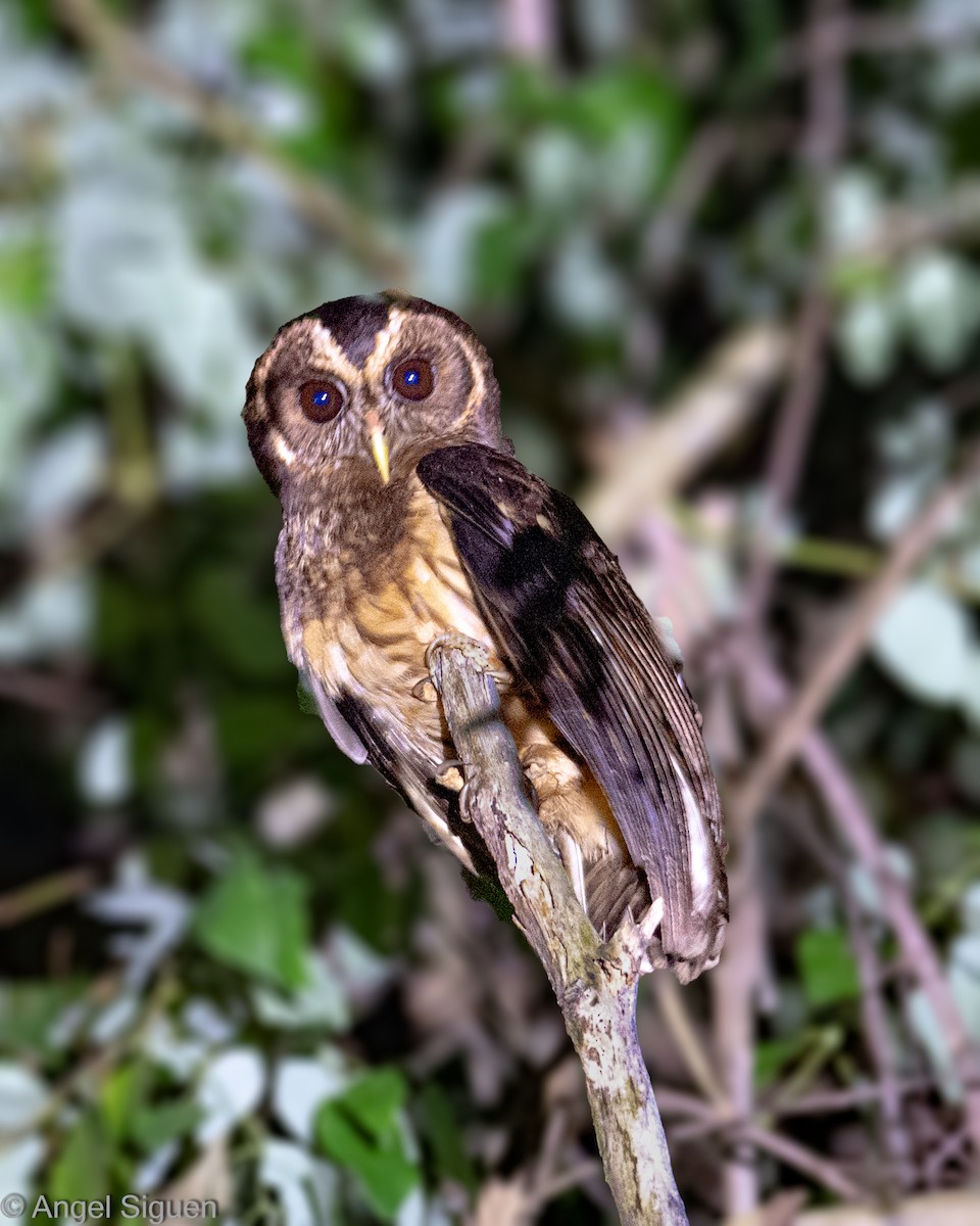 puštík proměnlivý - ML644328599