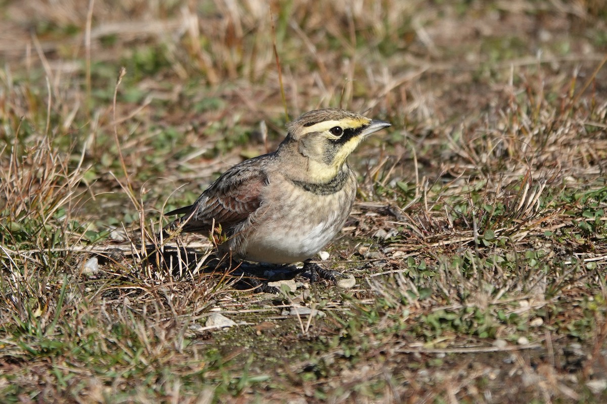 Horned Lark - ML644328612
