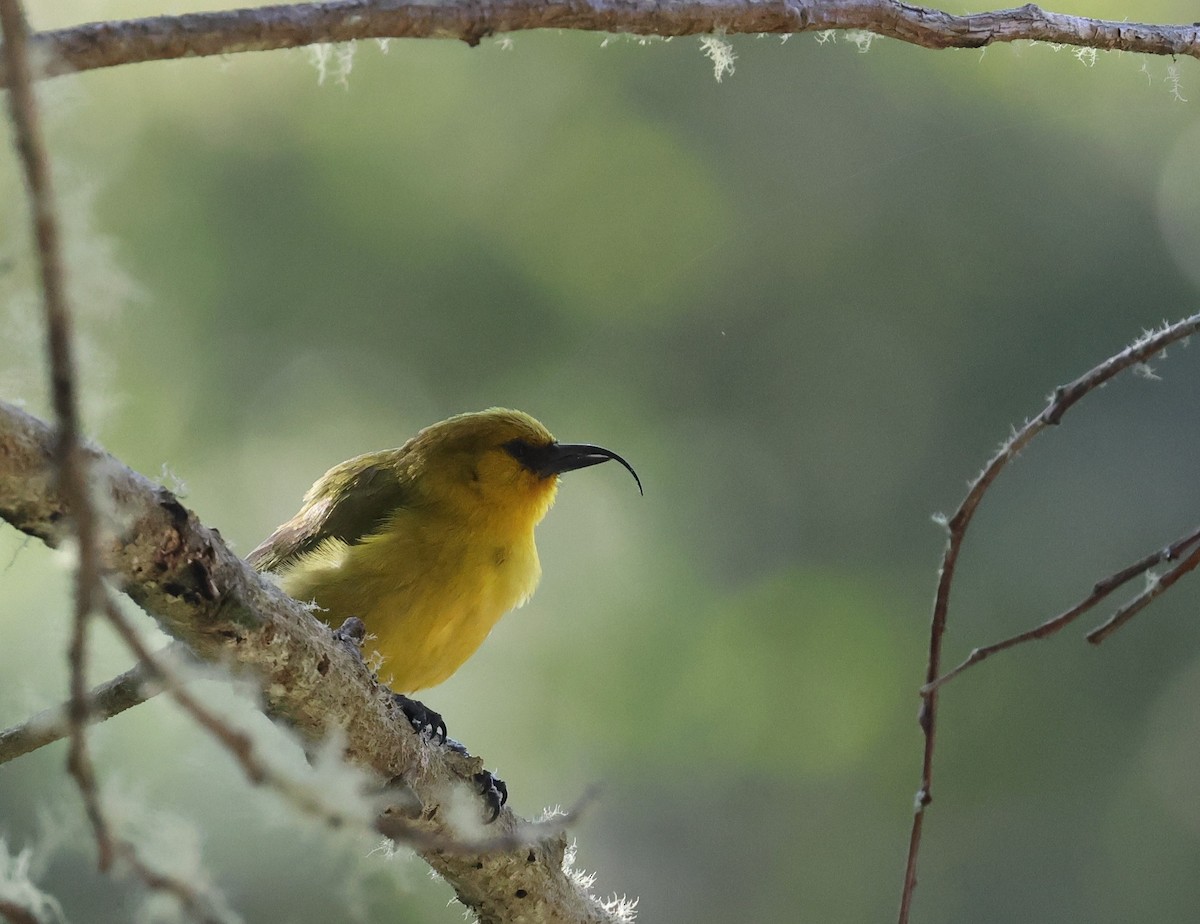 Akiapolaau - ML644328620