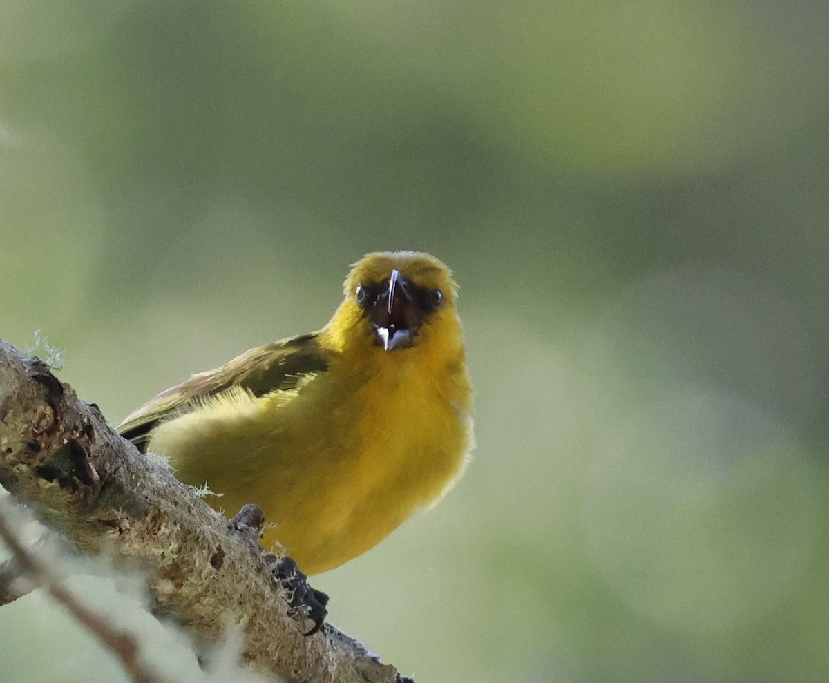 Akiapolaau - ML644328622