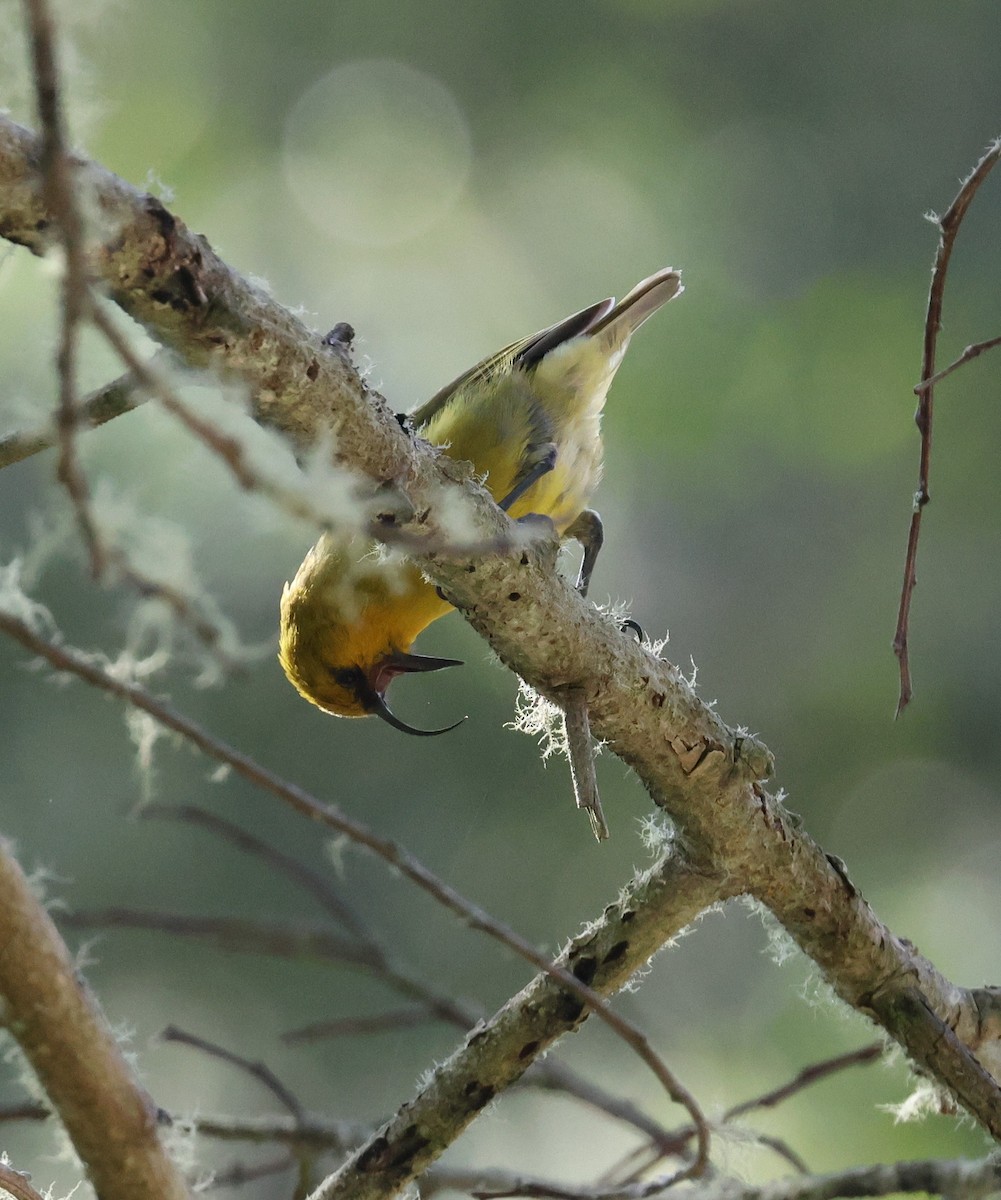 Akiapolaau - ML644328623