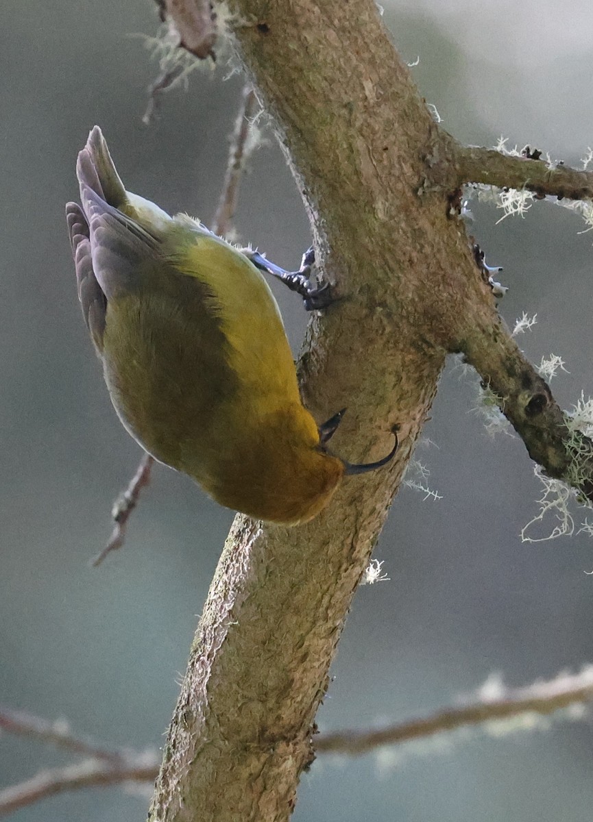 Akiapolaau - ML644328624