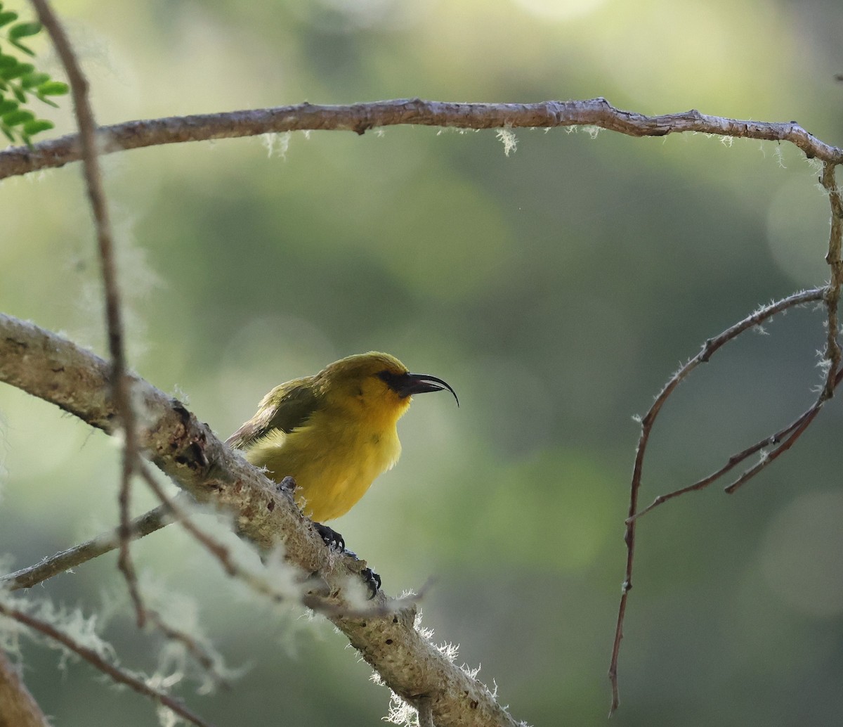 Akiapolaau - ML644328625