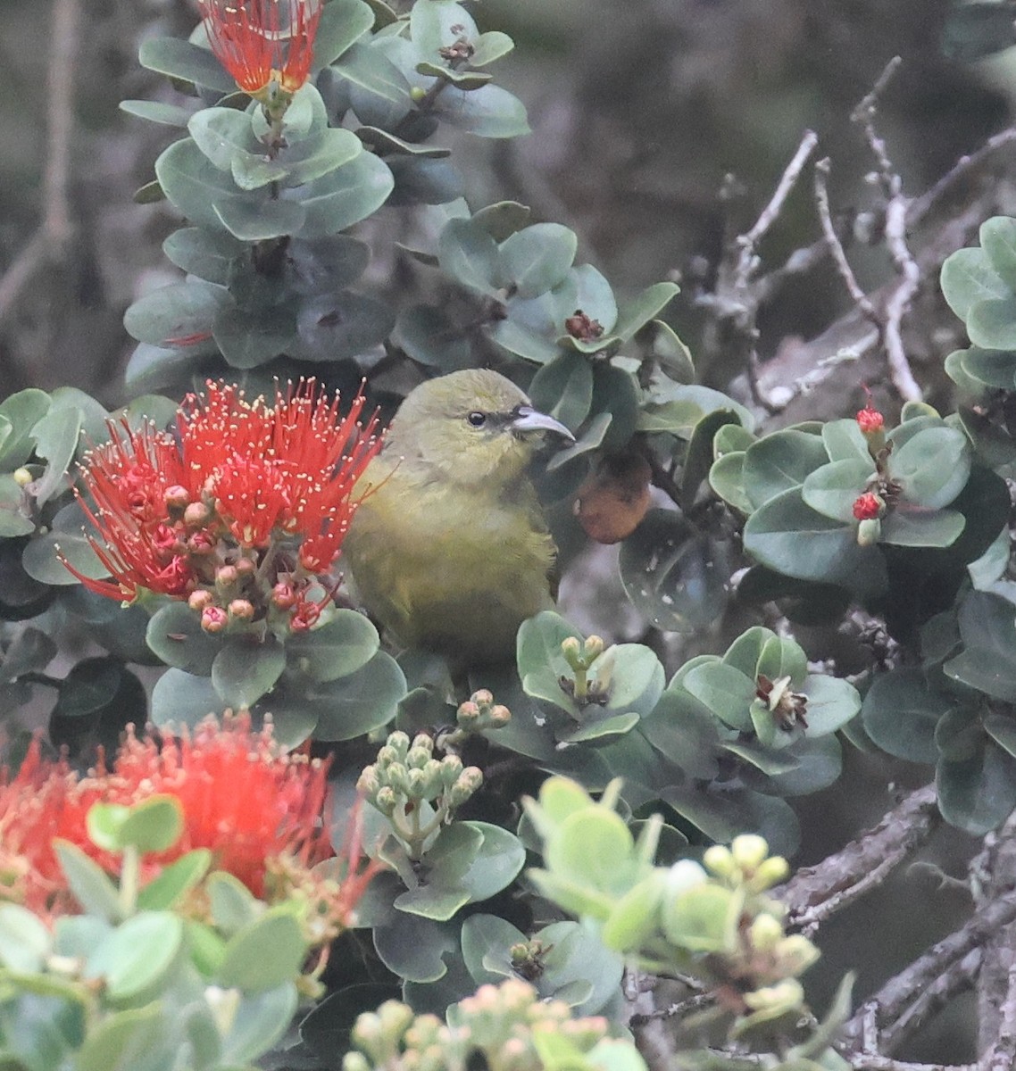 Hawaii Amakihi - ML644328659