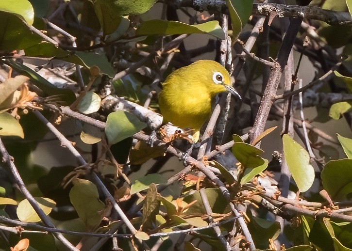 Lemon-bellied White-eye - ML644328664
