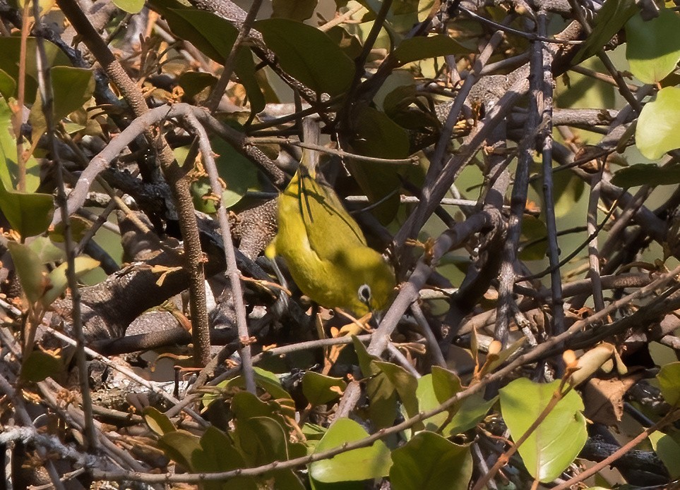 Lemon-bellied White-eye - ML644328666