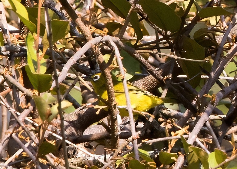 Lemon-bellied White-eye - ML644328667