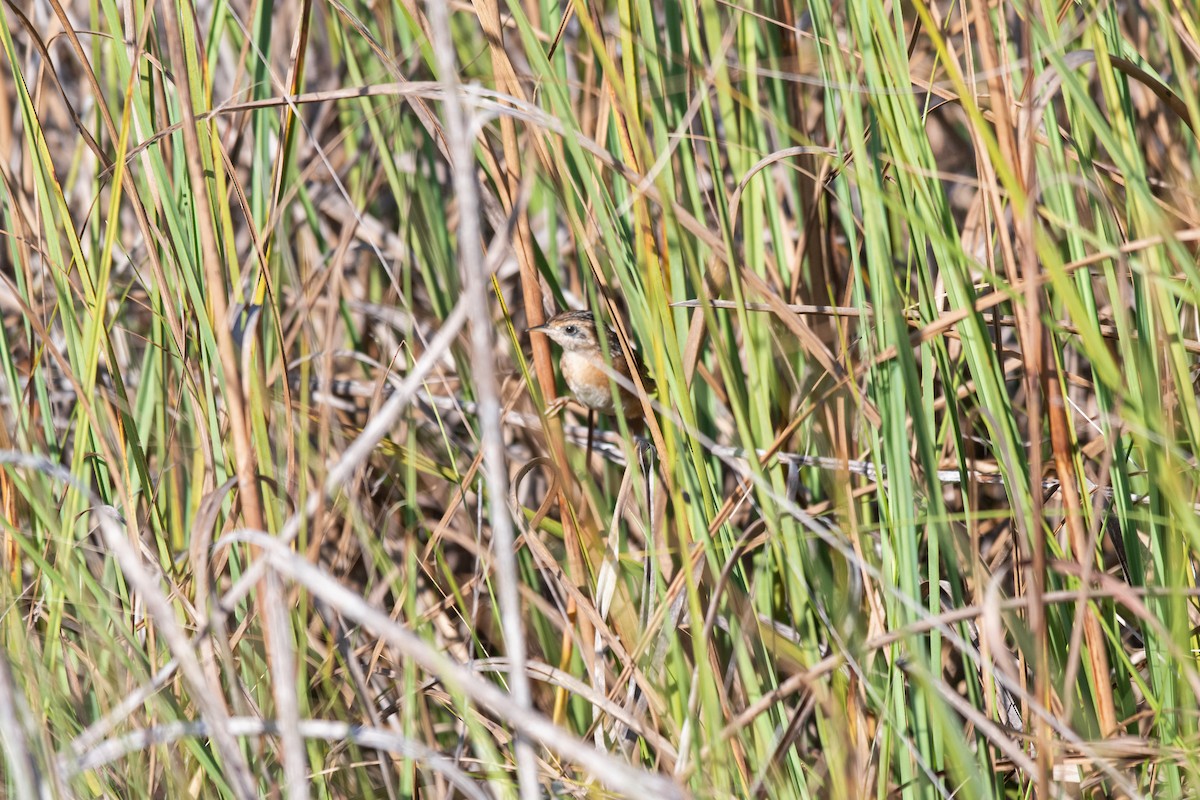 Cucarachero Culibarrado - ML644328669