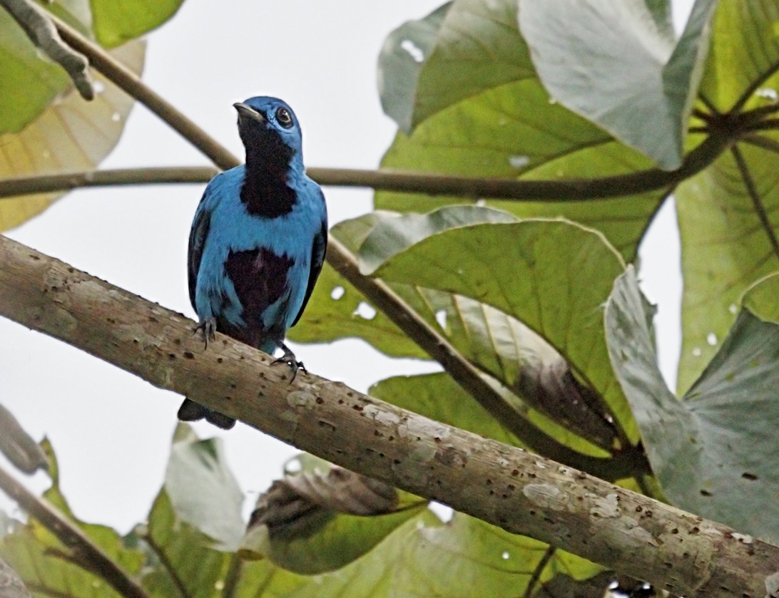 Blue Cotinga - ML644328674