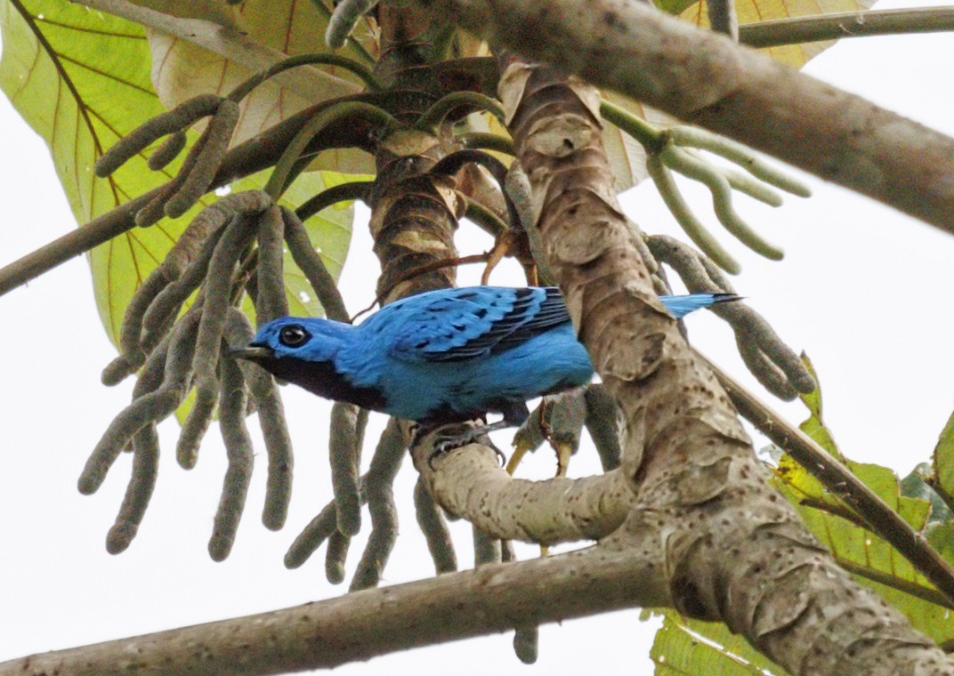 Blue Cotinga - ML644328675