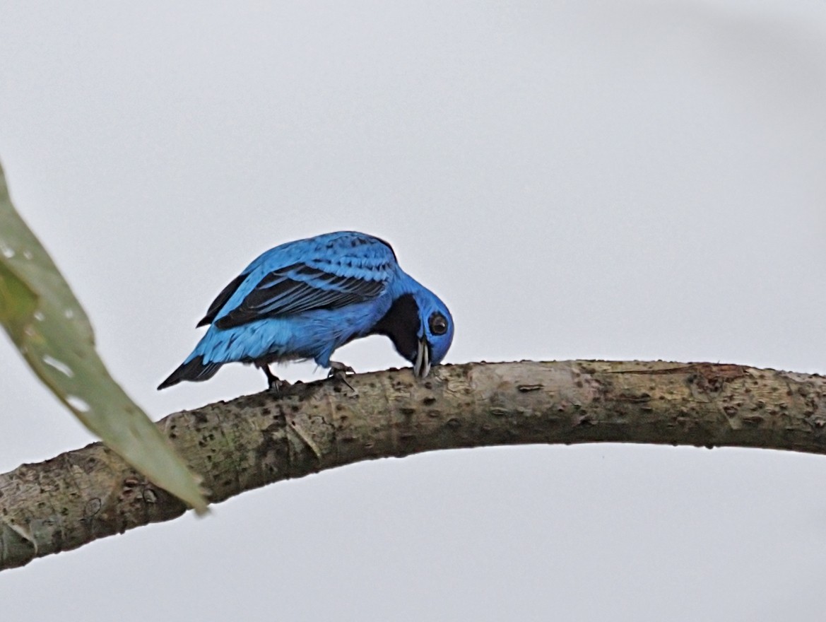 Blue Cotinga - ML644328676