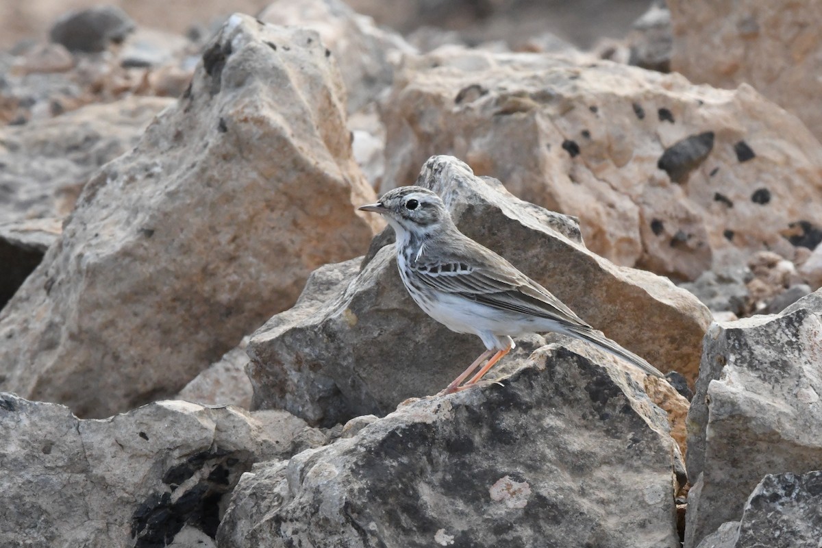 Berthelot's Pipit - Asier Sarasua