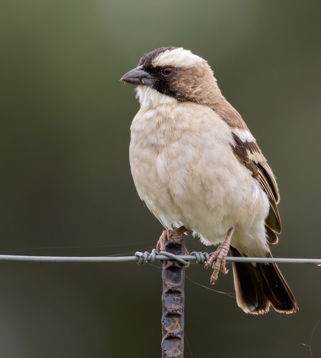 Weißbrauenweber (mahali) - ML644328685