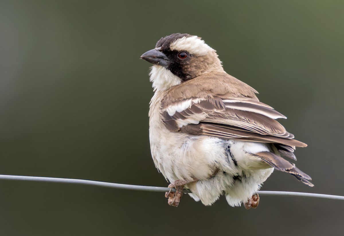 Weißbrauenweber (mahali) - ML644328686