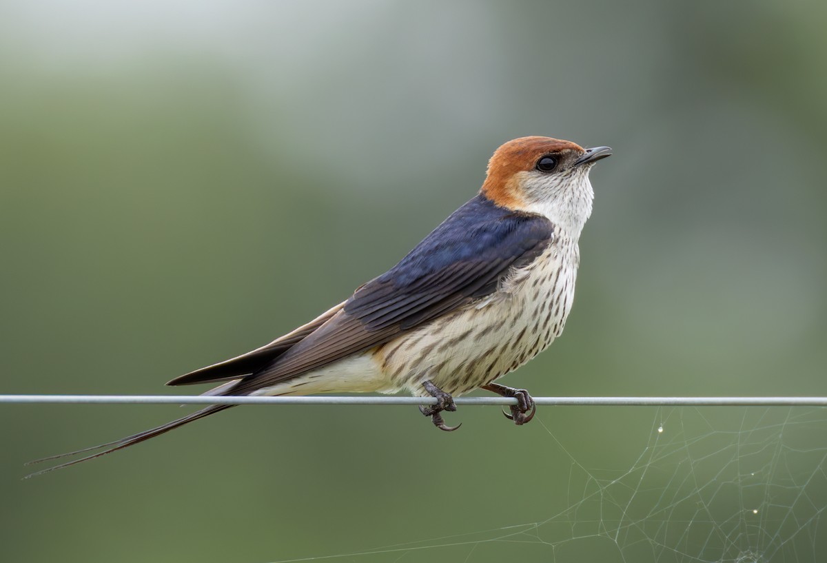 Hirondelle à tête rousse - ML644328694