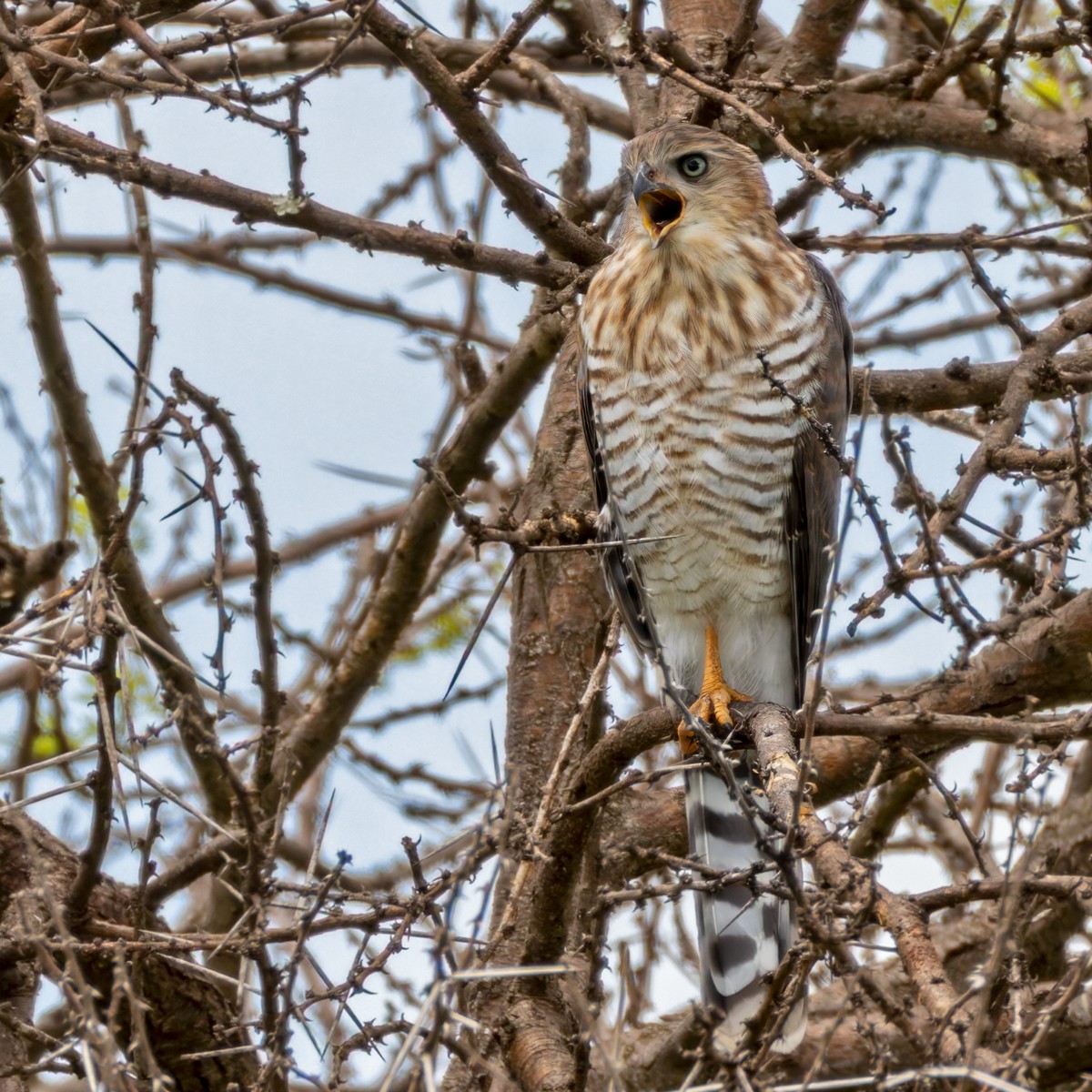 gabarhauk - ML644328709