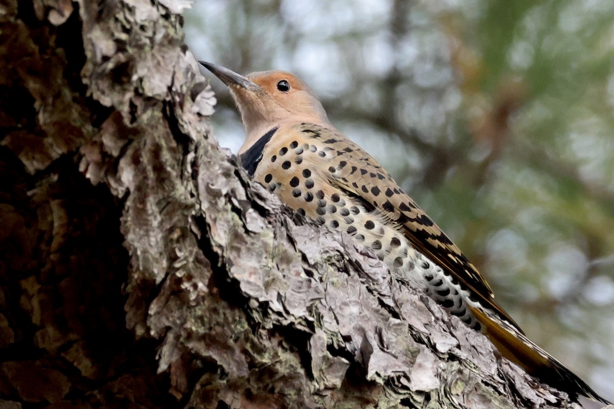 Northern Flicker - ML644328717