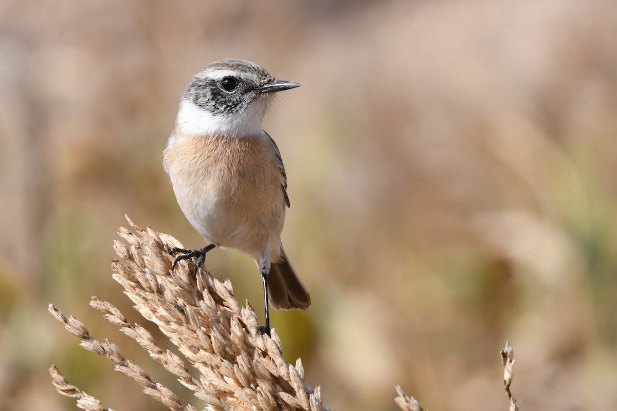 Fuerteventura Stonechat - ML644328719