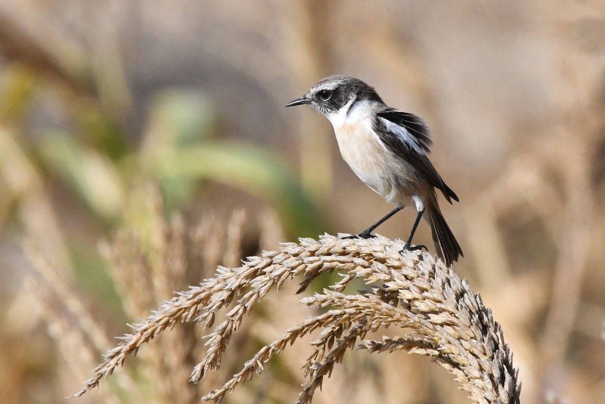 Fuerteventura Stonechat - ML644328720