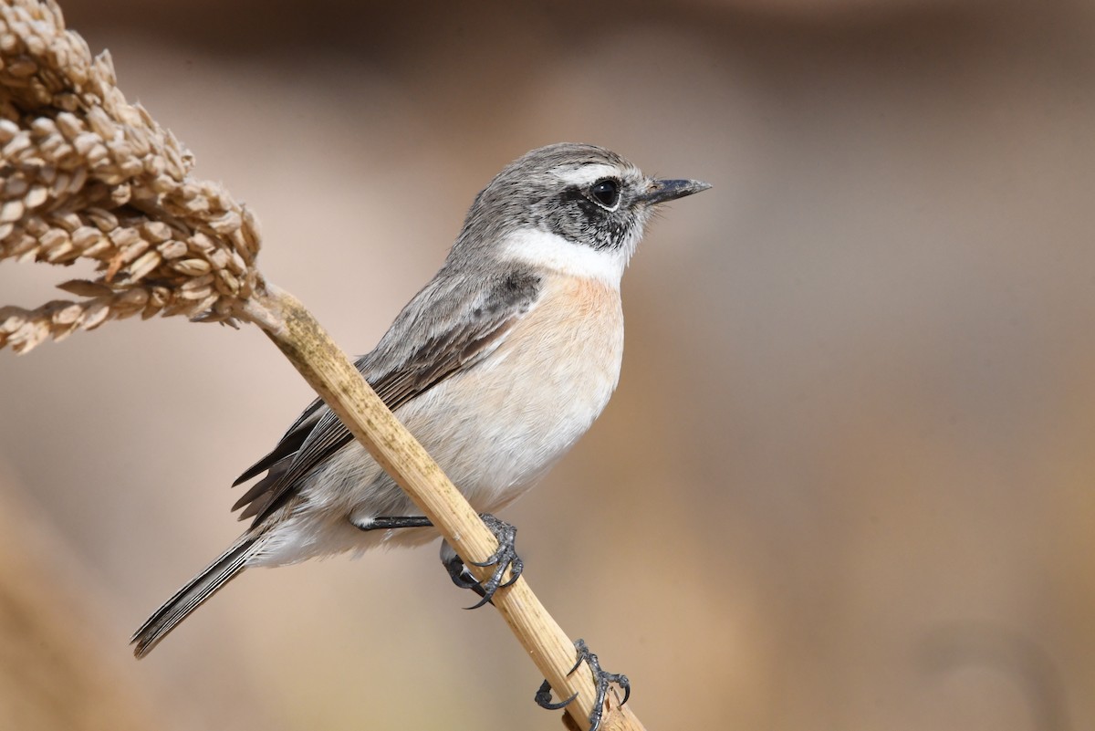 Fuerteventura Stonechat - ML644328721
