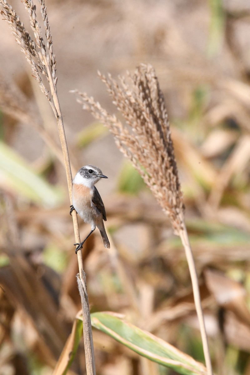 Fuerteventura Stonechat - ML644328722