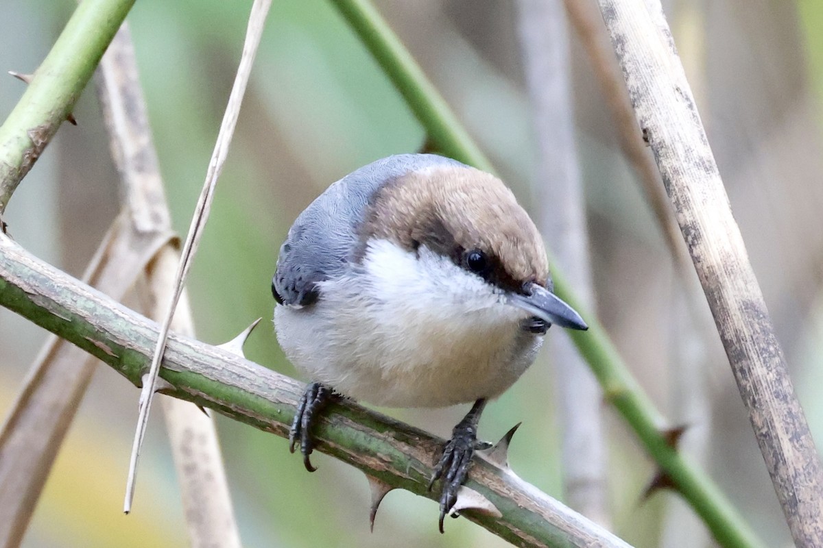 brhlík hnědohlavý - ML644328725