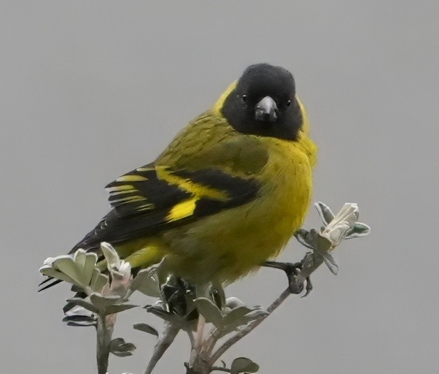 Hooded Siskin - ML644328729