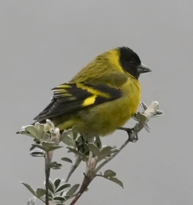 Hooded Siskin - ML644328731