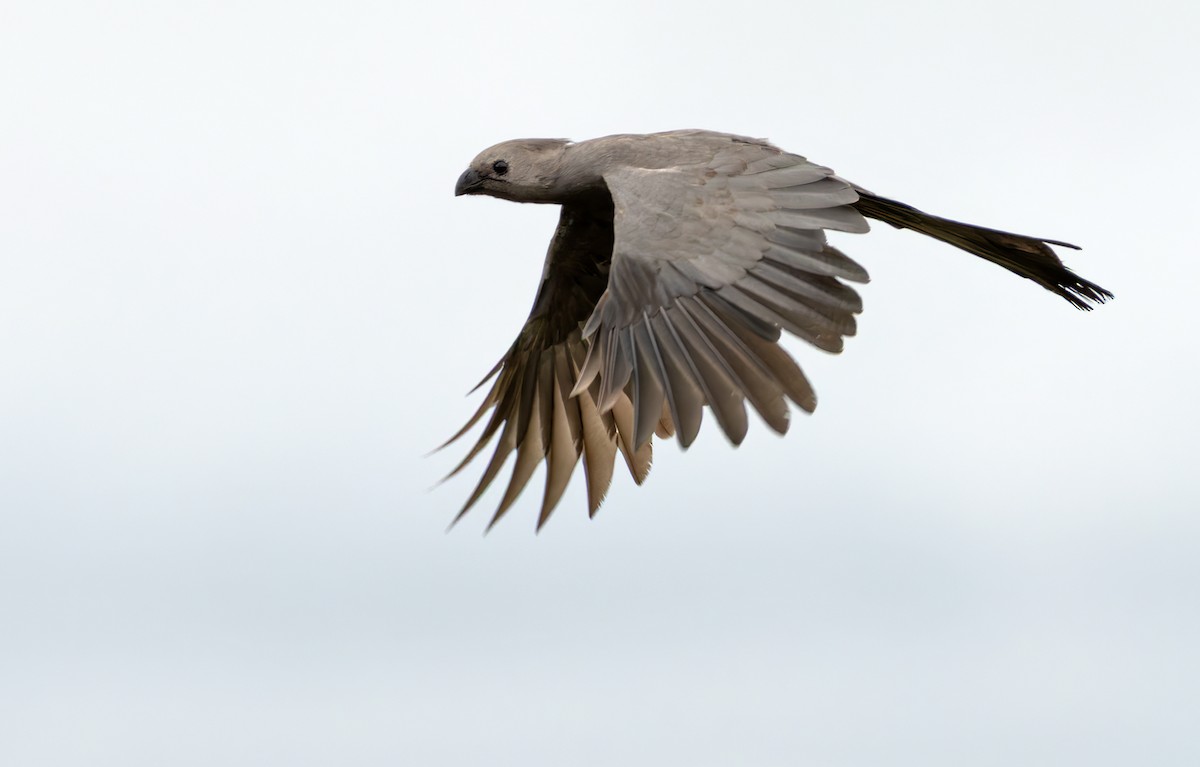 Gray Go-away-bird - ML644328732