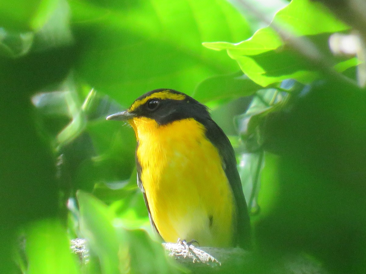 Narcissus Flycatcher - ML644328734