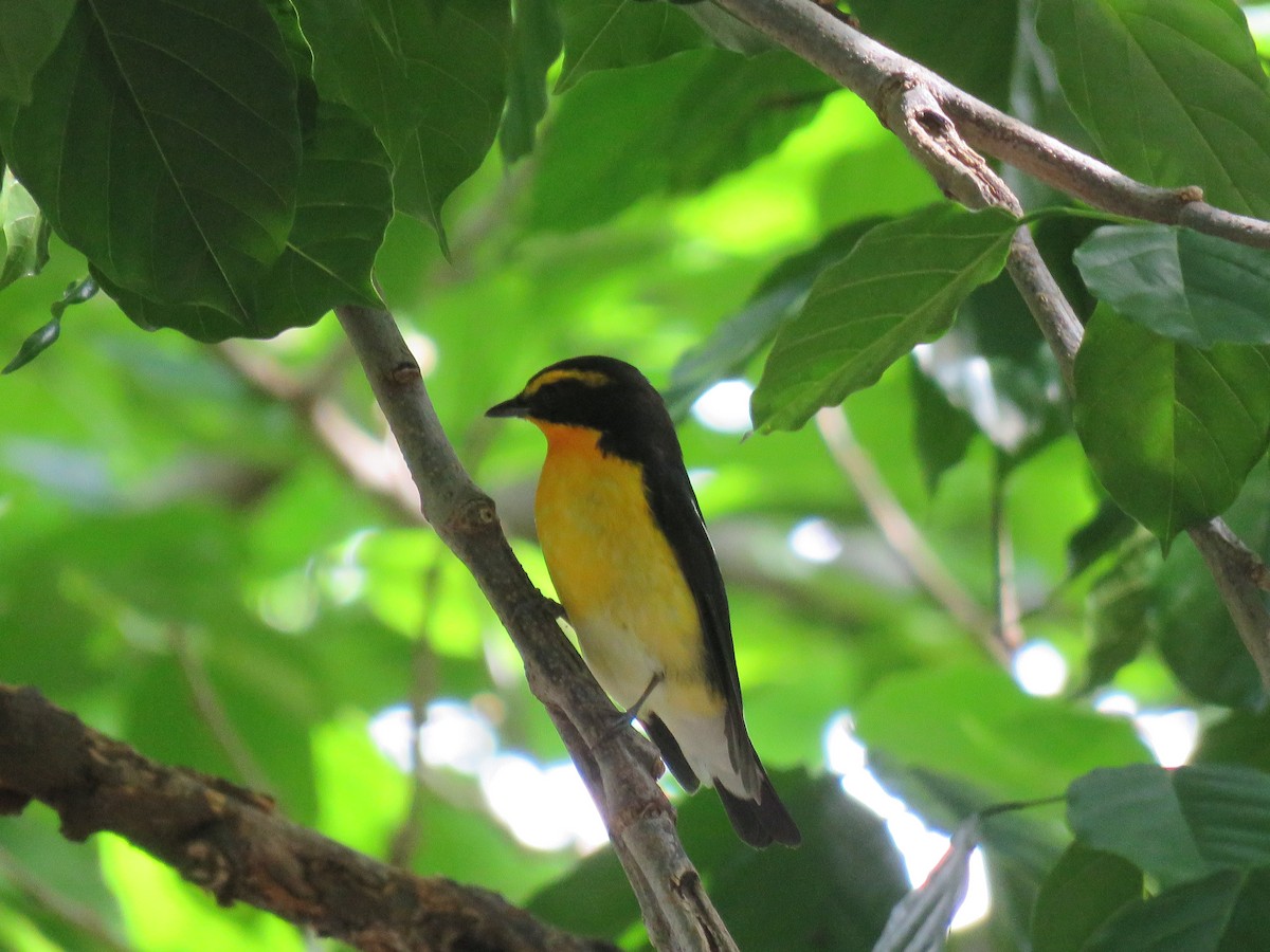 Narcissus Flycatcher - ML644328735