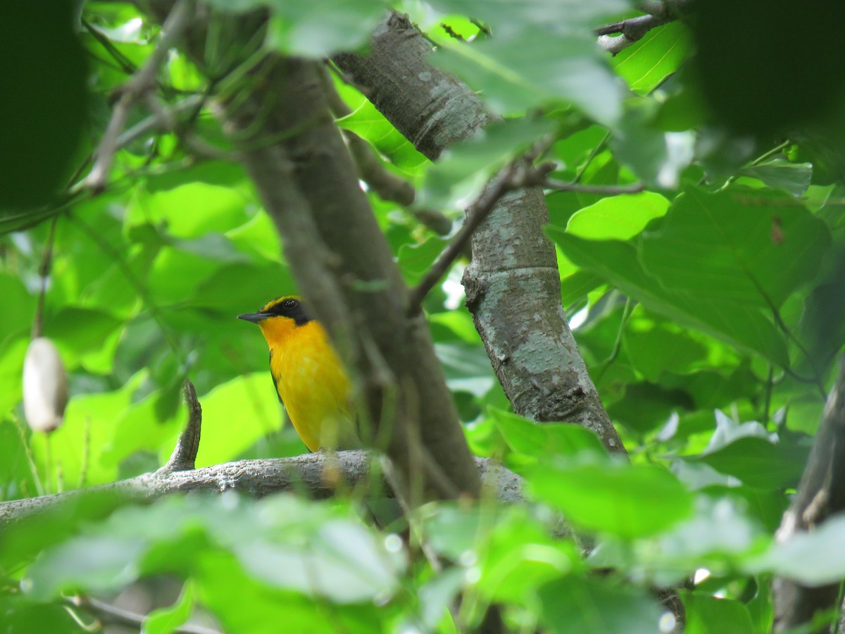 Narcissus Flycatcher - ML644328736