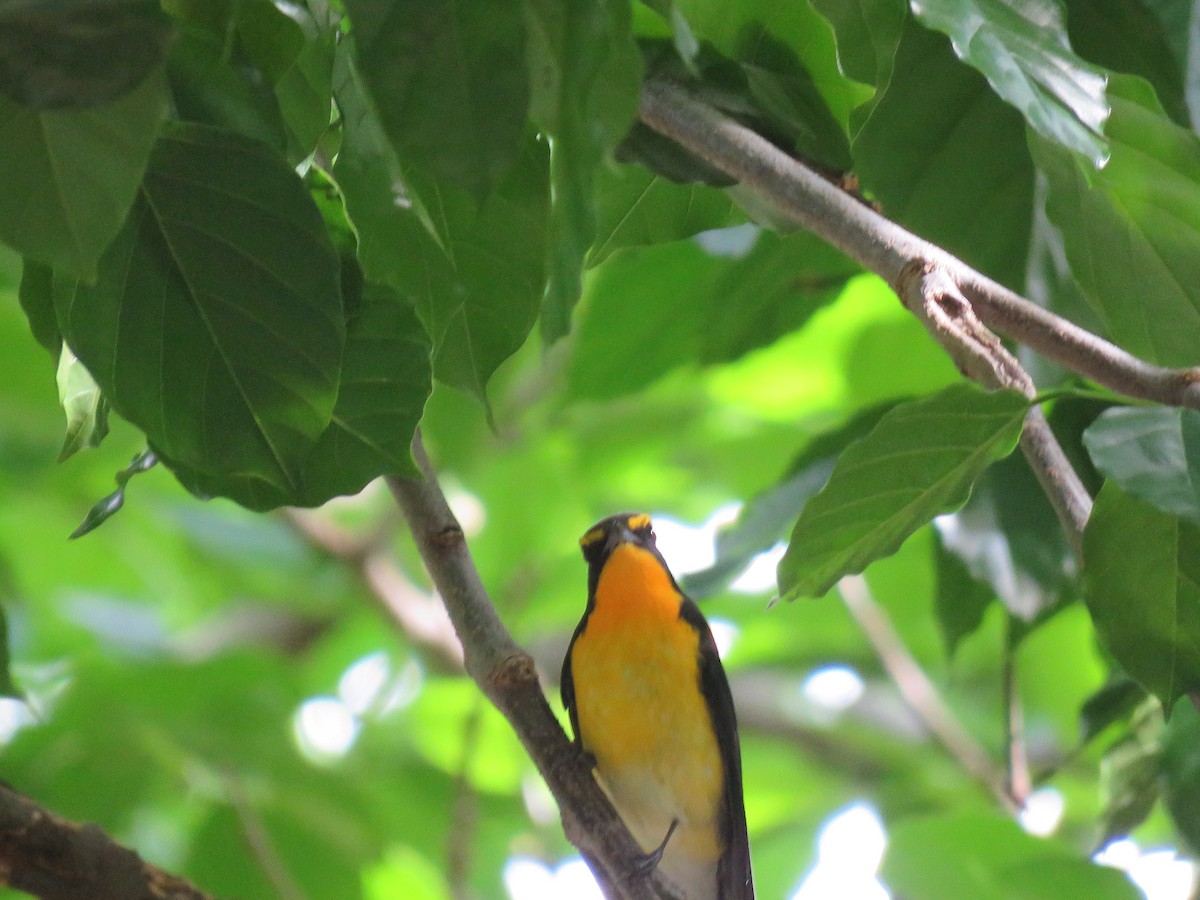 Narcissus Flycatcher - ML644328737
