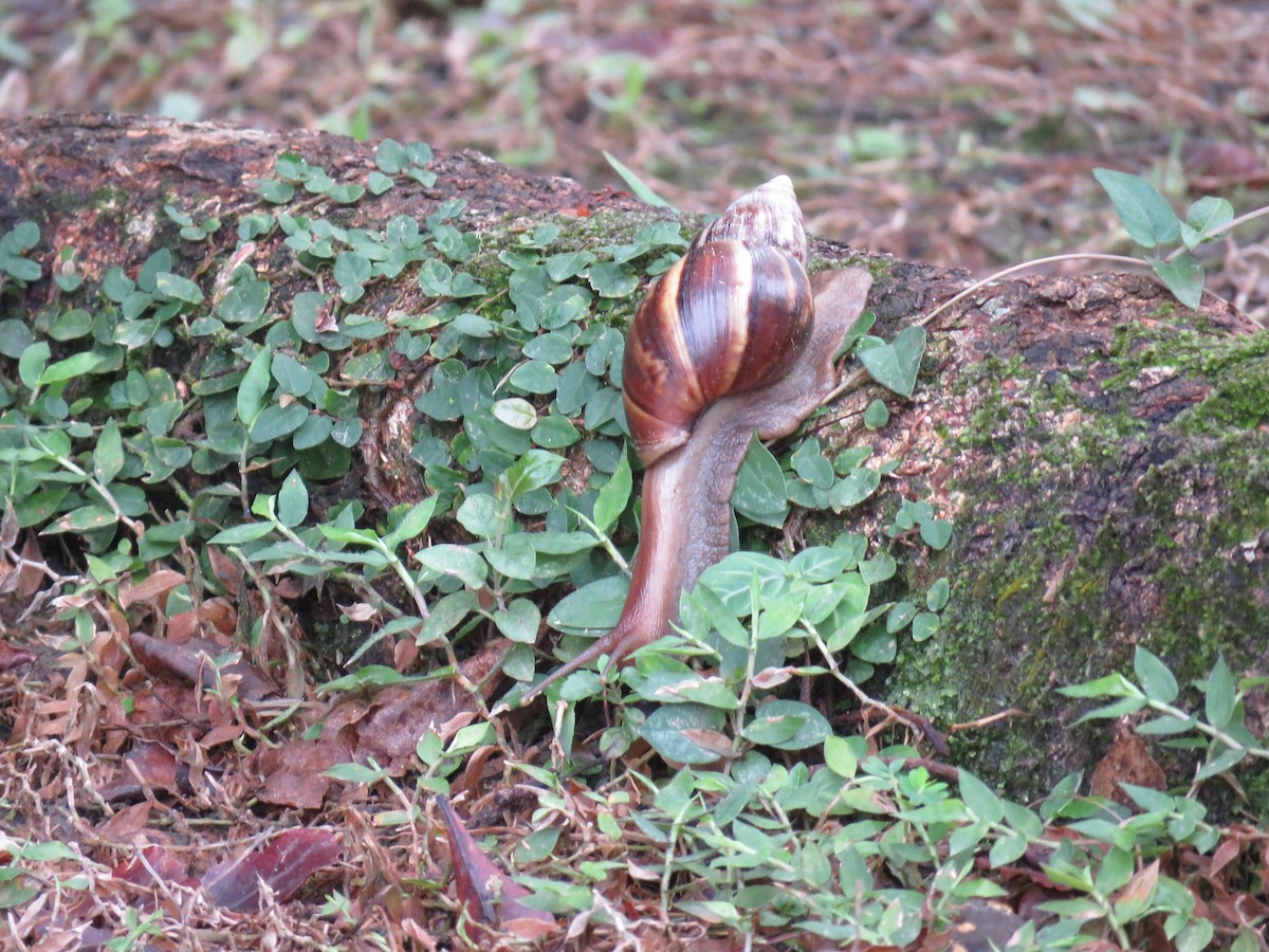 Mollusks - ML644328747