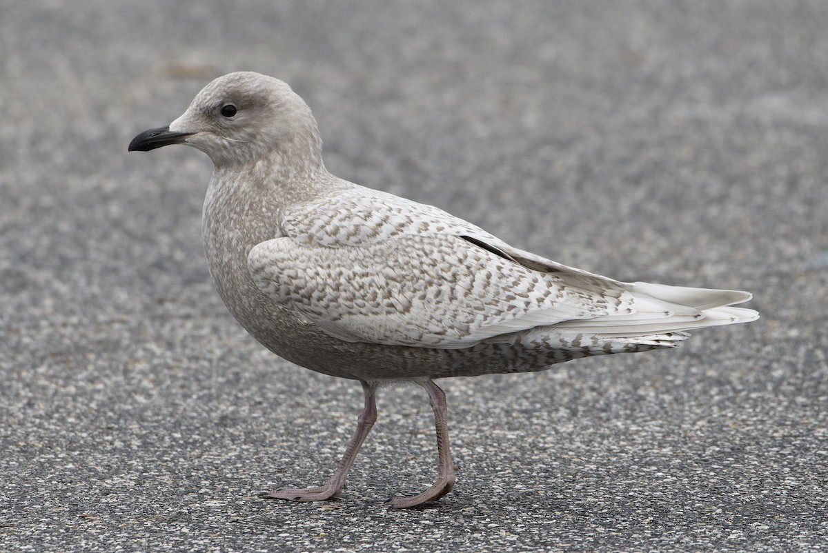 Kaio hegalzuria (kumlieni) - ML644328757