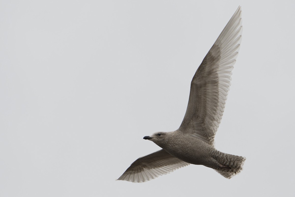 Kaio hegalzuria (kumlieni) - ML644328762