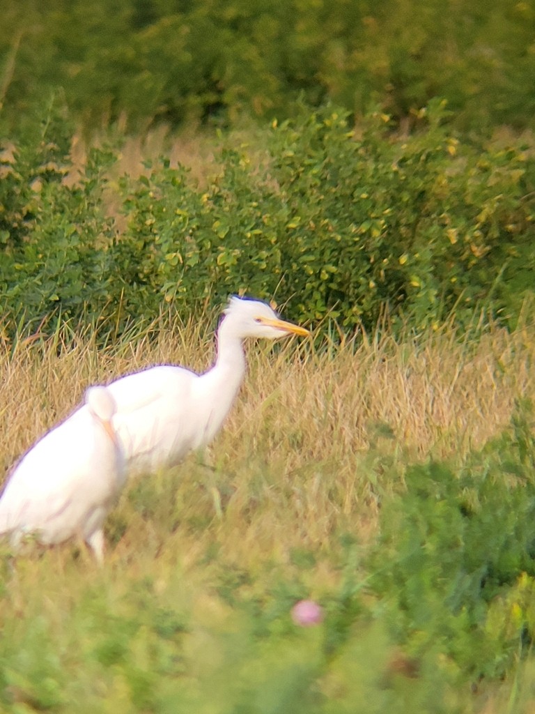Western Cattle-Egret - ML644328764