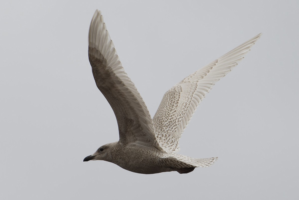 Kaio hegalzuria (kumlieni) - ML644328767